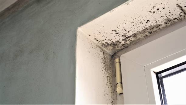 Biohazard Mold Removal in Mayfield, OH