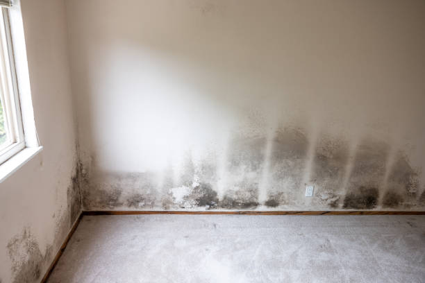 Best Airborne Mold Testing  in Mayfield, OH