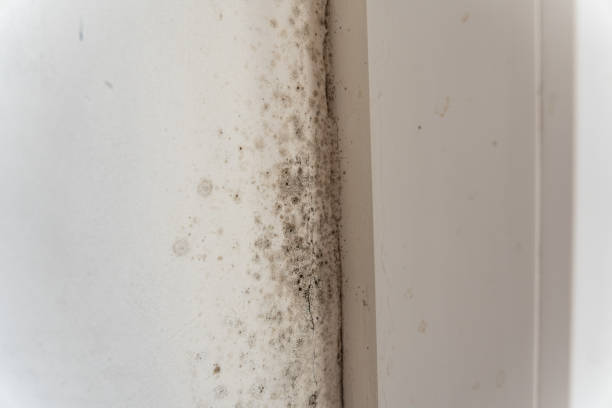 Best Mold-Related Health Consultation  in Mayfield, OH