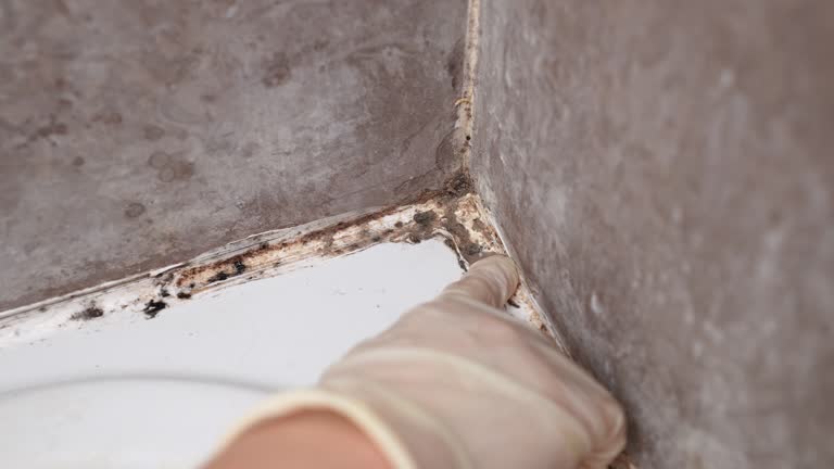 Best Basement Mold Removal  in Mayfield, OH